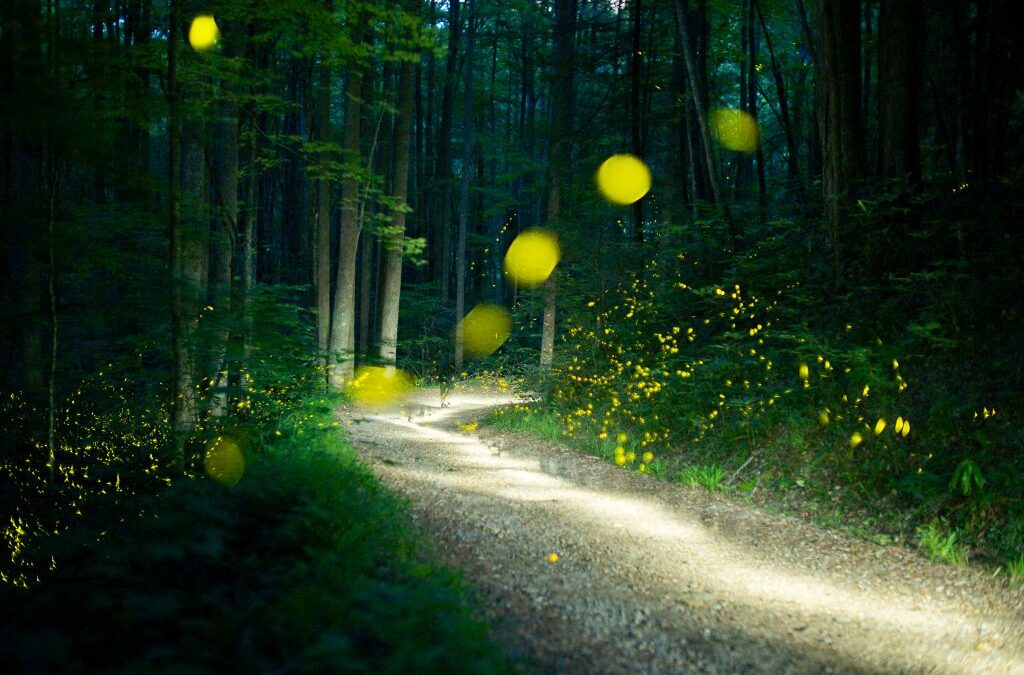 a composite photo of a wooded trail at night with fireflies