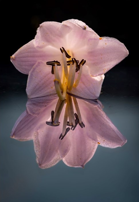 Orillia Camera Club Competition - Botany first place by Stephen Semple