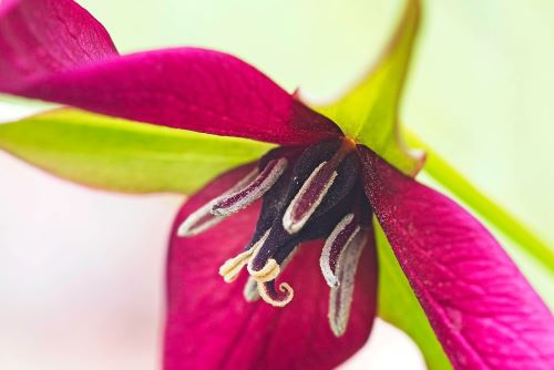 Orillia Camera Club Fall 2024 Botany Competition Honorable Mention - Red Trillium by Peter Gallagher