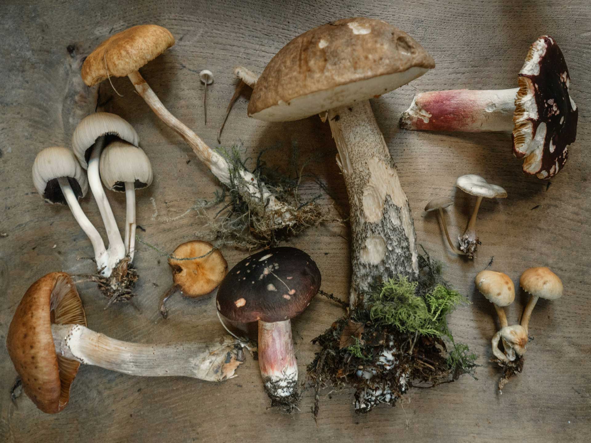 photo of a variety of fungi by Andrew Ridley
