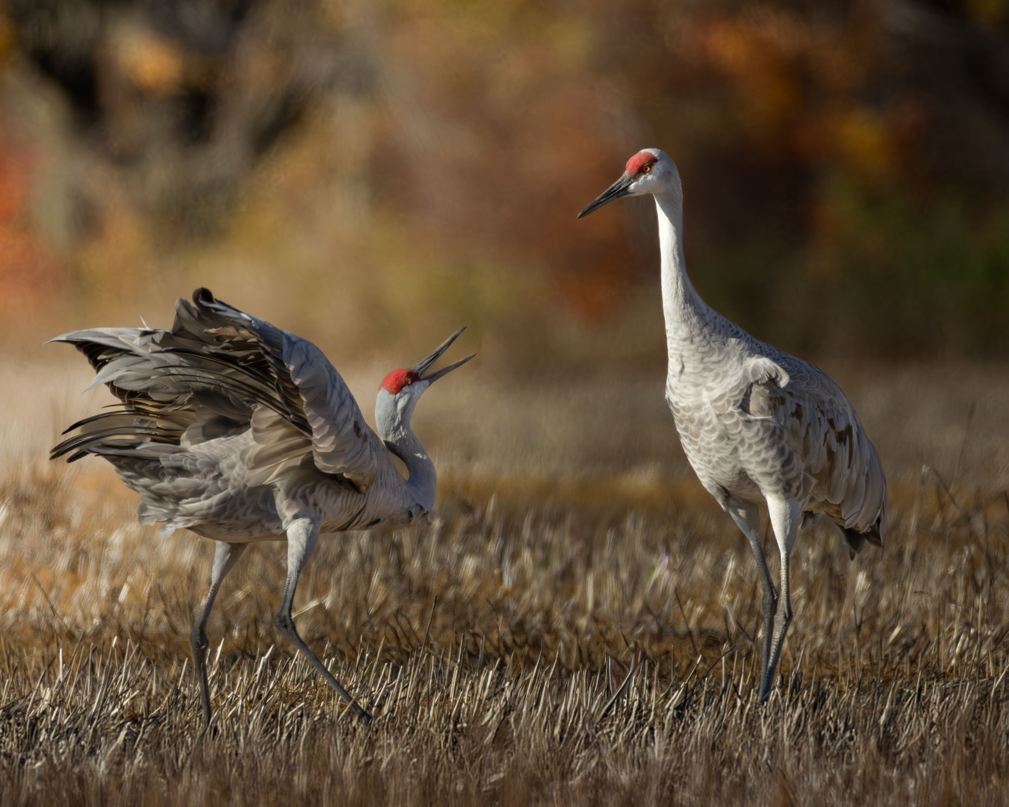 Cranes in conversation by photographer Michelle Bassie Brown